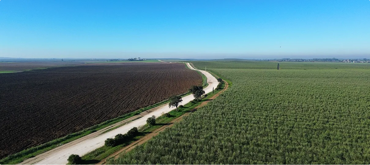 Agolives - Un gigante del sector aceitunero