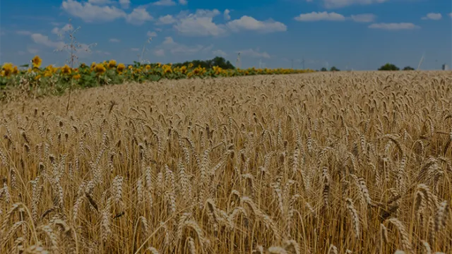 Challenges in the Supply Chain of the food industry and how to solve them.