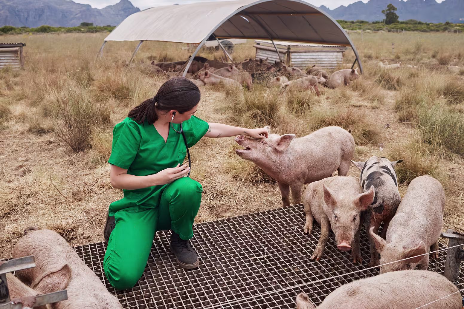 Animal care distribution: forecasting, visibility, and synchronization